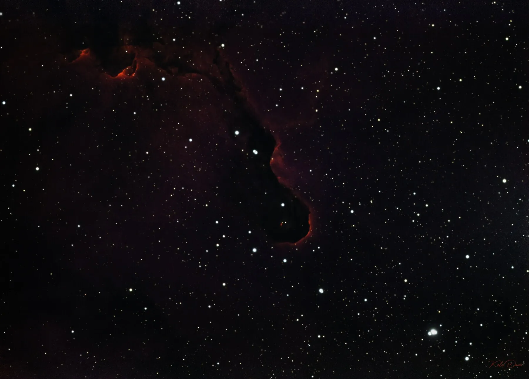 Elephant Trunk